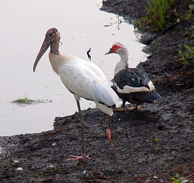 [A wood stork stands to the left of a muscovy duck. They are on the dirt at the water's edge. A definite contrast between the two as the stork has long thin legs while the duck has short thick ones. The top of the muscovy duck's head reaches the shoulder of the stork.]